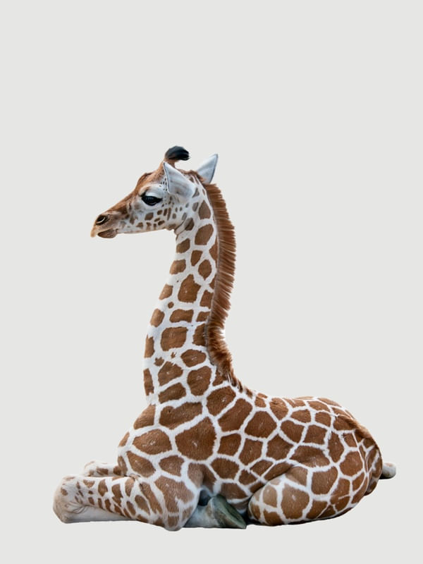 ARTE BABY GIRAFE
