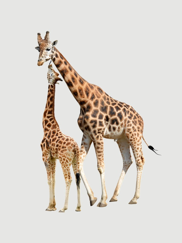 ARTE MOM GIRAFE