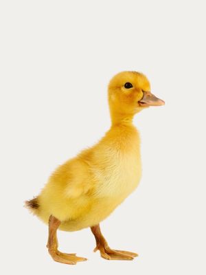 ARTE BABY DUCKY