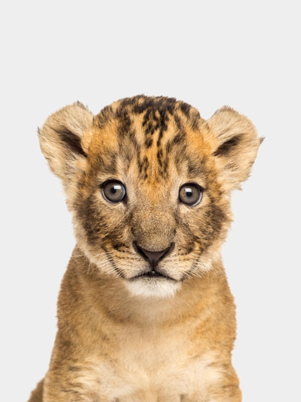 ARTE BABY LION