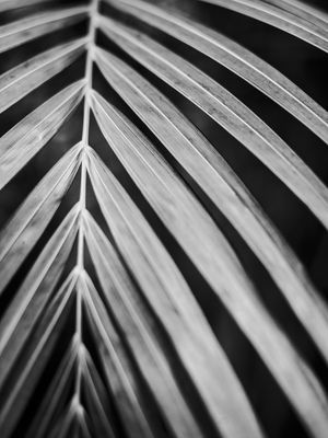 FOLHAGEM DE PALMEIRA - PLANTA PB