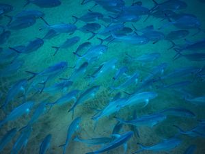 AQUÁRIO AZUL