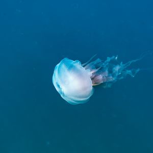 JELLY FRIEND 4
