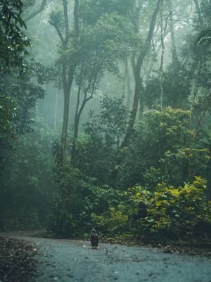 FOG FLORESTA 01