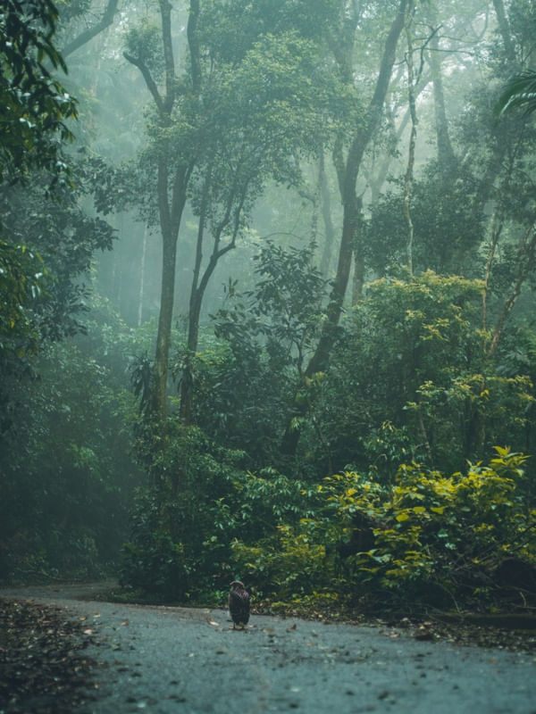 FOG FLORESTA 01