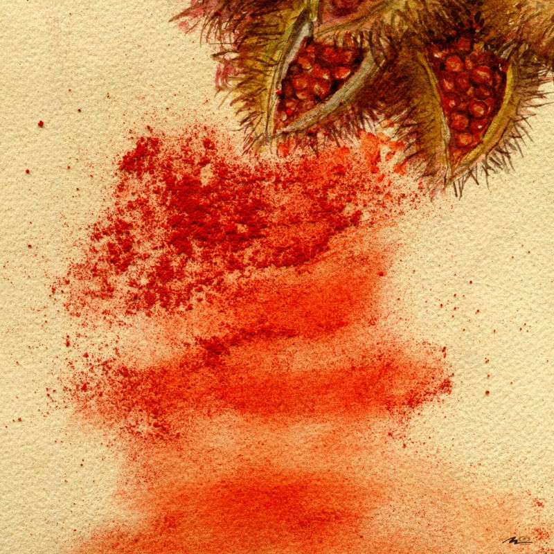 SEMENTES DE URUCUM
