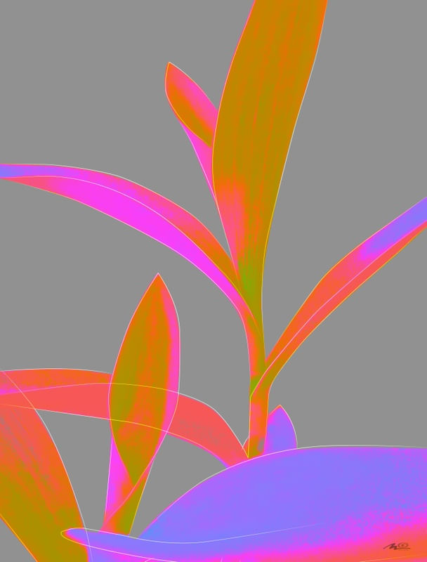 TRADESCANTIA II