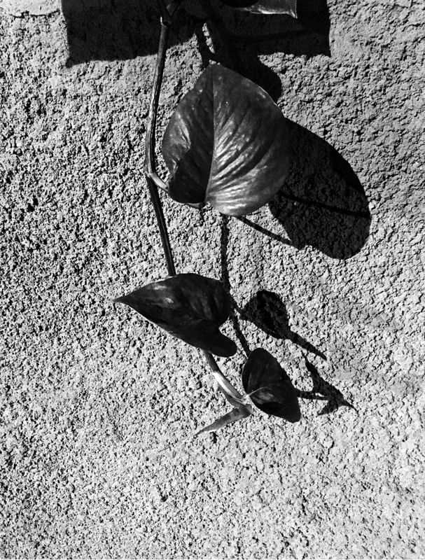 JIBÓIA B&W
