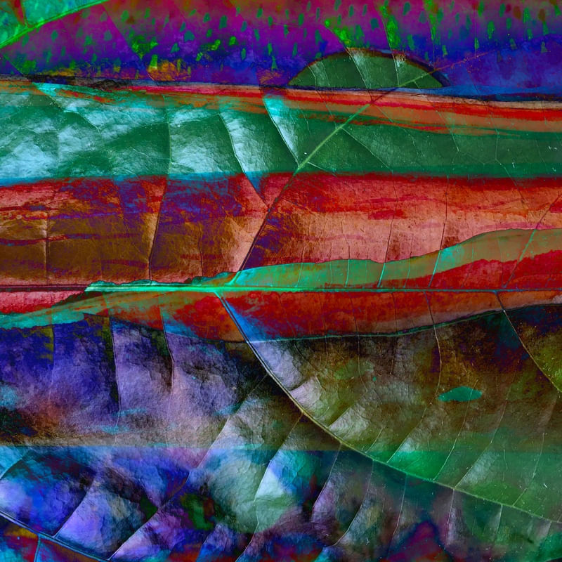 NATUREZA RECRIADA V