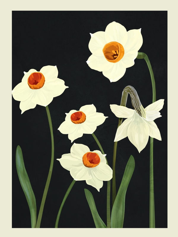 BEAUTIFUL SUMMER FLOWERS