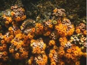 CORAL LIFE