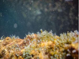 SEA FOREST