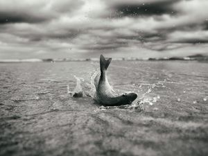 PEIXE PRATEADO