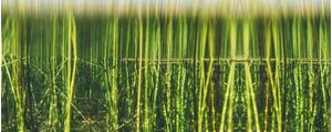 PANO GRASS