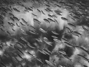 PEIXES E MAR