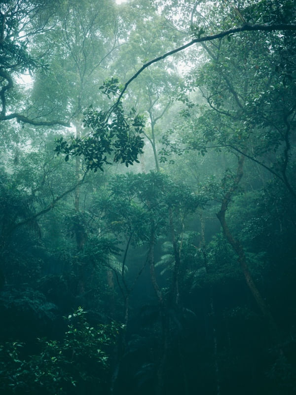 TROPICAL FOG FOREST