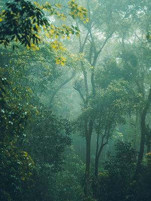 FOG IN RIO