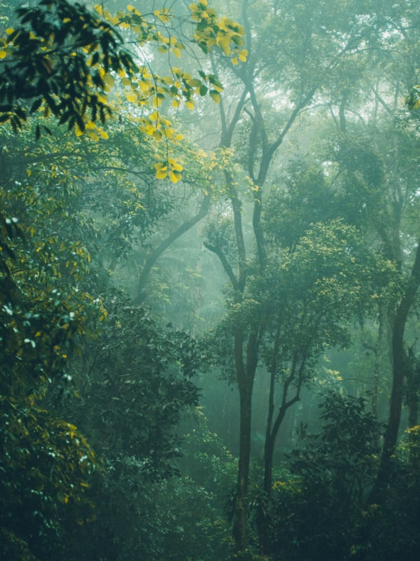 FOG IN RIO