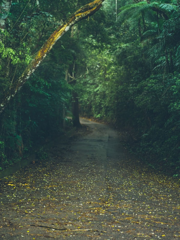 FLORESTA 02