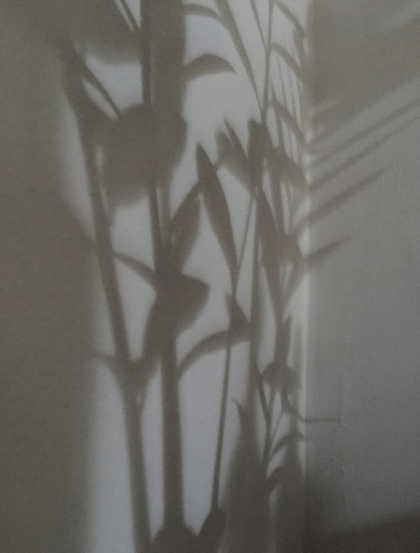 DIALOGANDO COM AS SOMBRAS VII