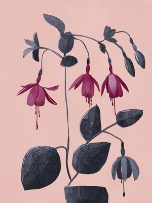 FUCHSIA BOTANICAL DRAWING