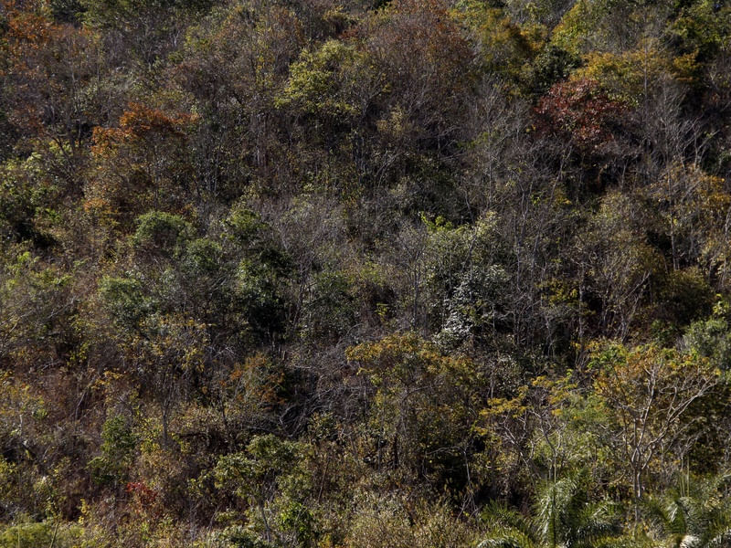 SM - MATA DO CERRADO 01