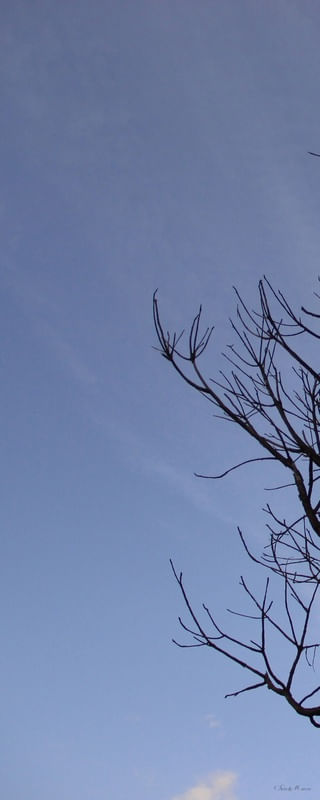 SM - TRÍPTICO ÁRVORE DO CERRADO 22 - A