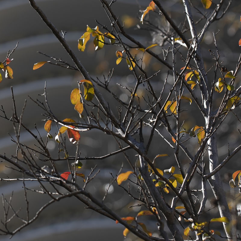 SM - BH 31 - QUADRÍPTICO D