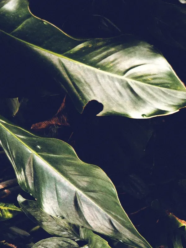KIT 3 QUADROS DECORATIVOS - TROPICAL BRASIL