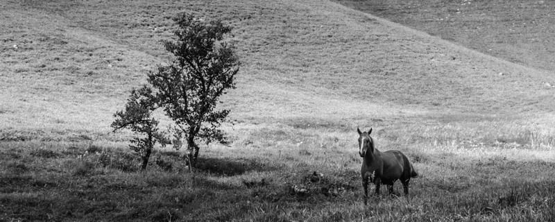 O CAVALO E A ÁRVORE