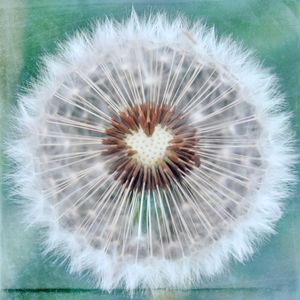 DANDY HEART