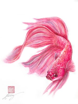 BETTA AQUARELA