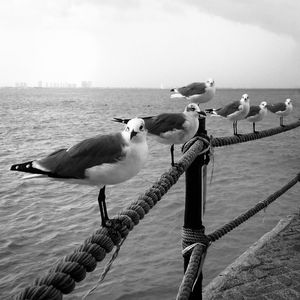 LA GAVIOTA