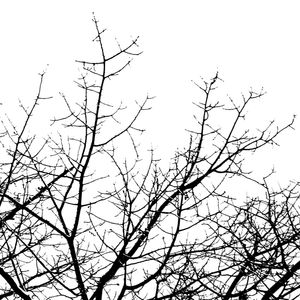 SKETCH OF NATURE 1