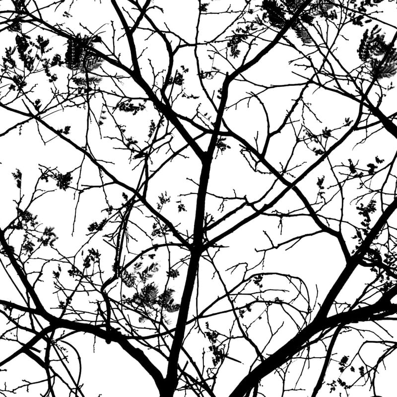SKETCH OF NATURE 4