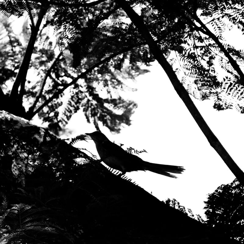 SKETCH OF NATURE 7
