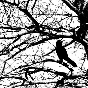 SKETCH OF NATURE 8