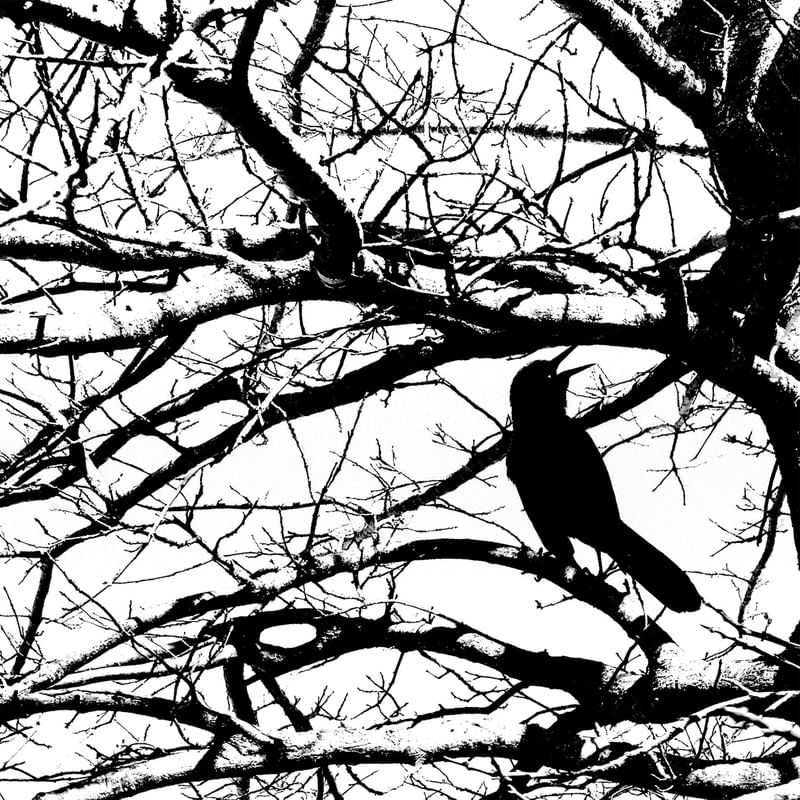 SKETCH OF NATURE 8