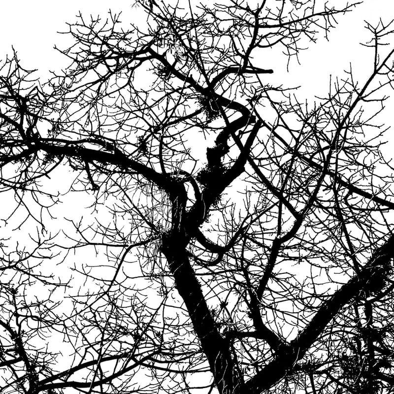 SKETCH OF NATURE 9