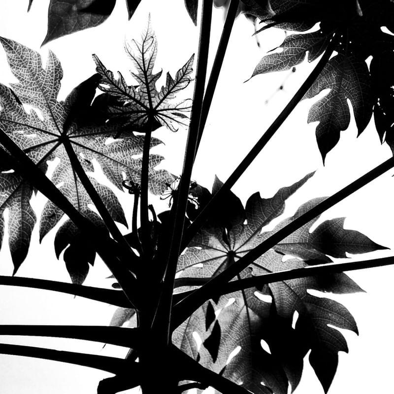 SKETCH OF NATURE 14