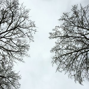 TREES NATURE