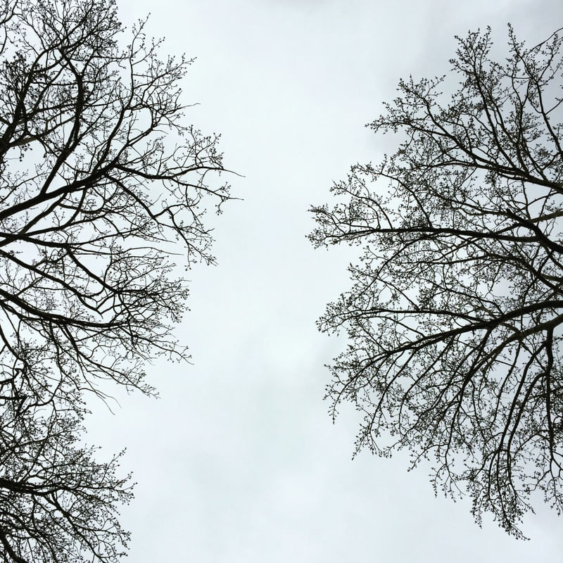 TREES NATURE