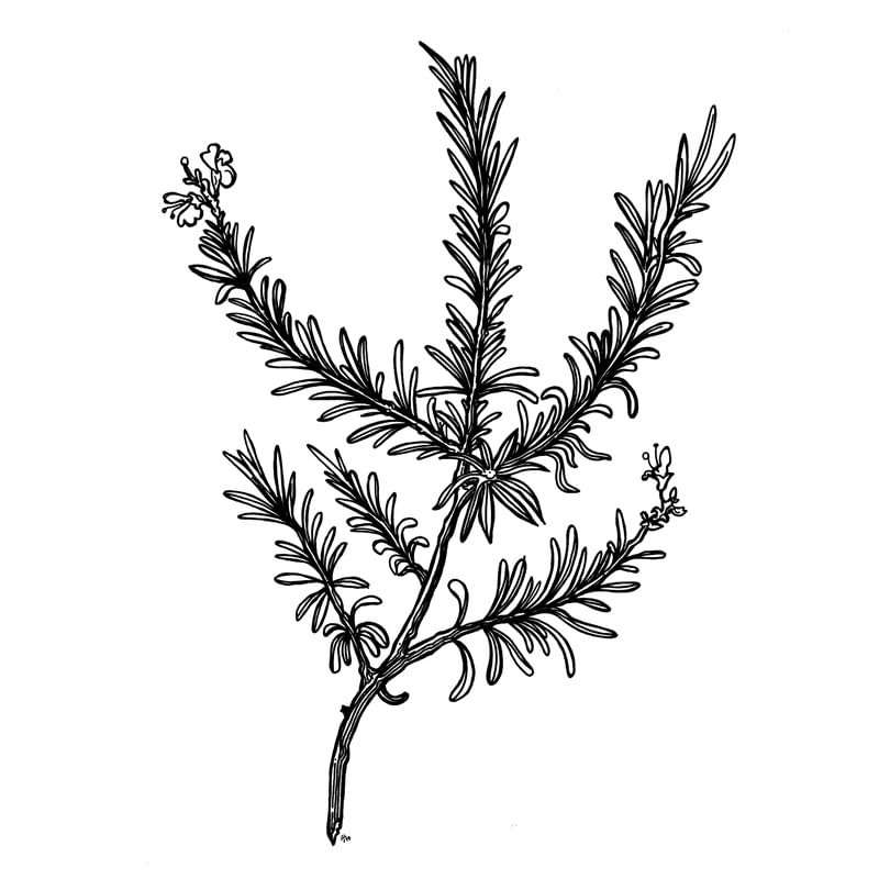 ALECRIM INK