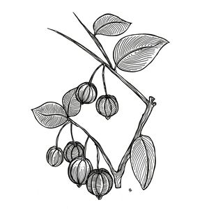 PITANGA INK