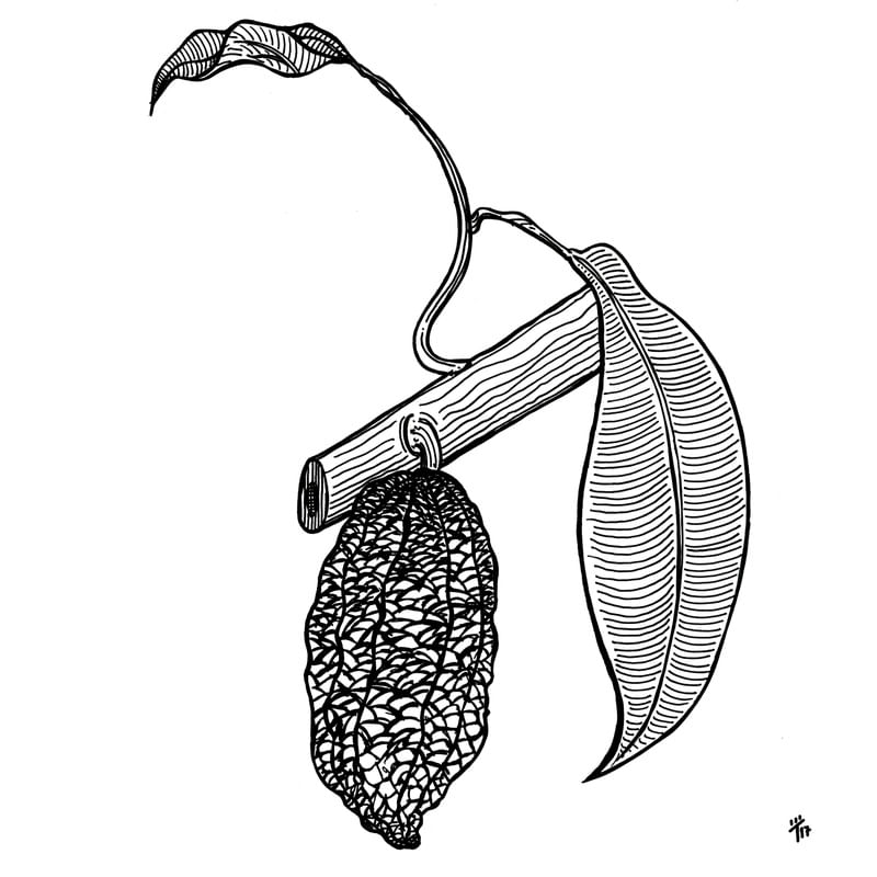 CACAU INK