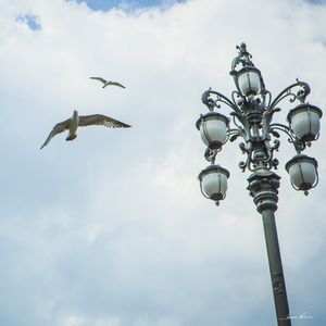 GAIVOTA ITALIANA I