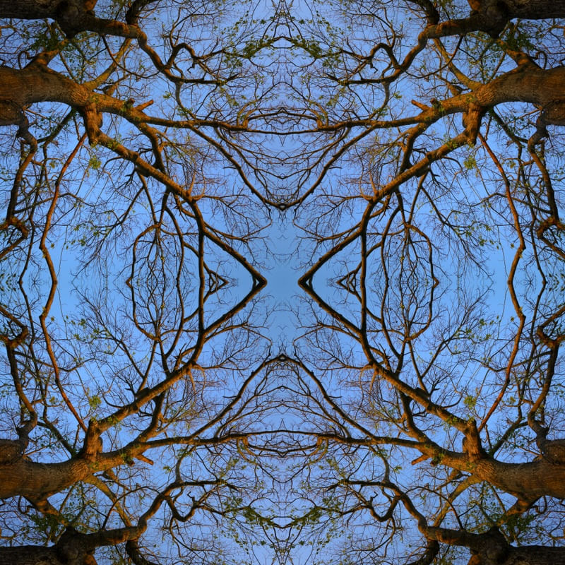 ÁRVORE EM MANDALA 4