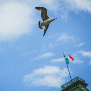 GAIVOTA ITALIANA II