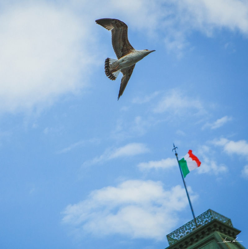 GAIVOTA ITALIANA II