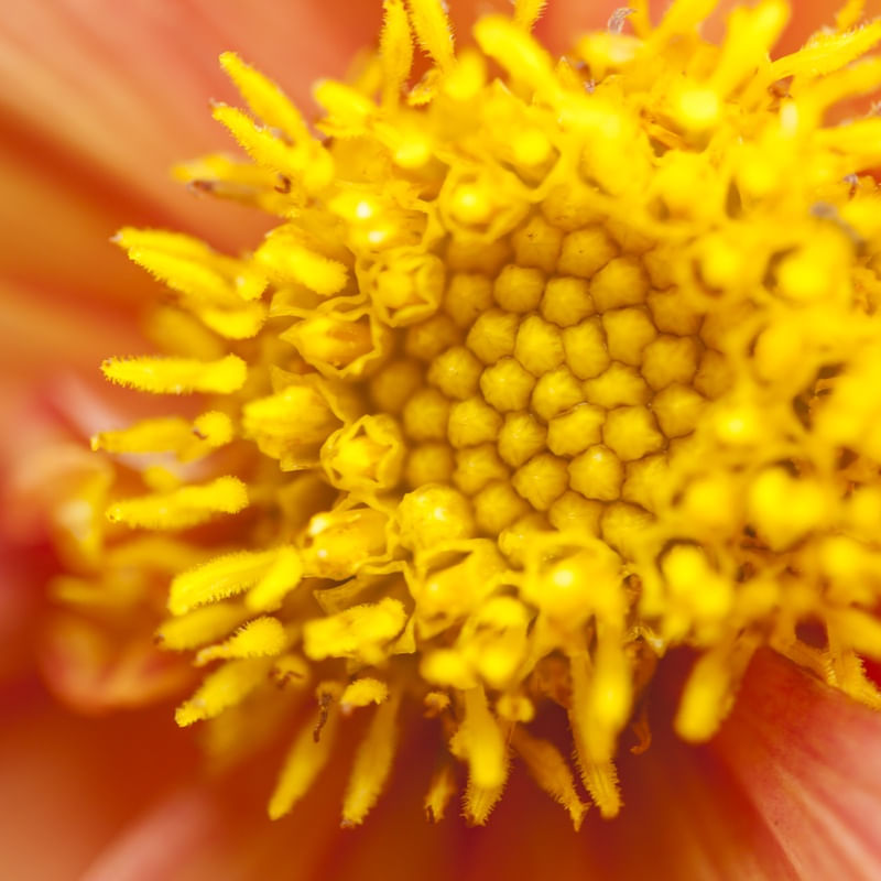 FLOR MACRO